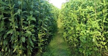 নিখোঁজের দুইদিন পর পাটক্ষেতে মিলল গৃহবধূর লাশ