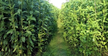 পাটক্ষেতে মিলল দুই যুবকের লাশ