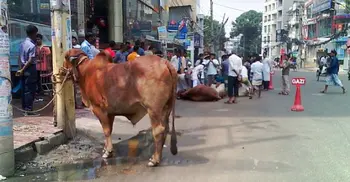 Twelve cities specify 22941 places to sacrifice cattle
