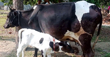 গরুর ভুল চিকিৎসা, ৫ লাখ টাকা ক্ষতিপূরণ দাবি