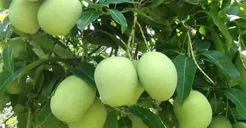 Mango harvesting begins in Rajshahi on May 15