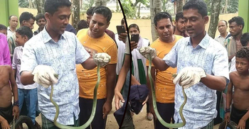 লোকালয়ে বিষধর ‘পিট ভাইপার’ সাপ