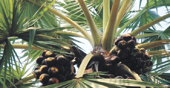 প্রকৃতির ডাকে সাড়া দিতে গিয়ে মাথায় তাল পড়ে মৃত্যু