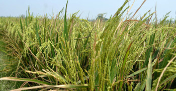 ঠাকুরগাঁওয়ে ইটভাটার বিষাক্ত গ্যাসে ফসলের ব্যাপক ক্ষতি