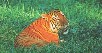 Sundarbans tigress wasn’t killed by poachers: Investigators