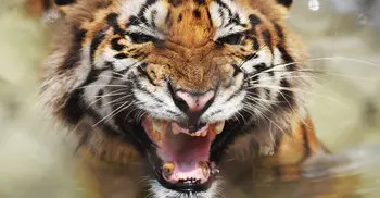 Bengal tigers may not survive climate change