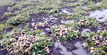 হঠাৎ বৃষ্টিতে এবারও আলু চাষিদের মাথায় হাত