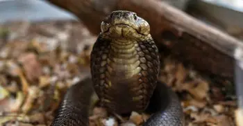 When snakes strike, lives shatter