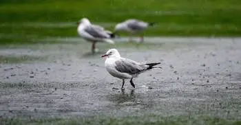 Rain washes out first day of second NZ-BD Test in Wellington