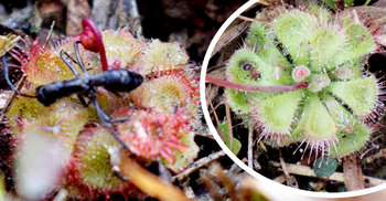 কী সংকেত দিচ্ছে দিনাজপুরের প্রাণীখেকো উদ্ভিদ?