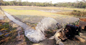 বোরো আবাদ : কৃষি অফিসকে পাশে পাচ্ছেন না কৃষকরা