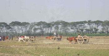 ঝিনাইদহে গরুর গাড়ির দৌড় প্রতিযোগিতা অনুষ্ঠিত