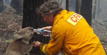 Koala drinks from water bottle in Australia heatwave