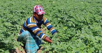 সবজি উৎপাদনে শীর্ষে রাজশাহী