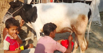 দিনে ৩ লিটার দুধ দিচ্ছে ১৪ মাসের বাছুর!