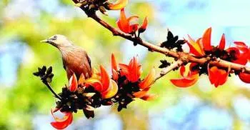 Pahela Falgun today