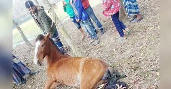 সখীপুরে ঘোড়াকে ফাঁসিতে ঝুলিয়ে হত্যা
