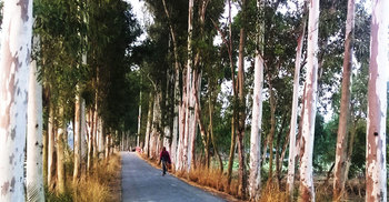 তাড়াশে আঞ্চলিক ও গ্রামীণ সড়কে ইউক্যালিপটাস গাছের আগ্রাসন