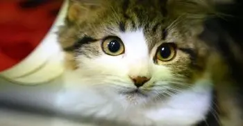 Chinese city bans cats, dogs consumption