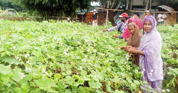 শাকসবজির ভালো দামে খুশি নওগাঁর চাষীরা