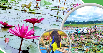 রূপগঞ্জে পদ্ম-শাপলার সমারোহ