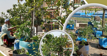 ছাদ বাগানে মিটছে পরিবারের বাড়তি চাহিদা