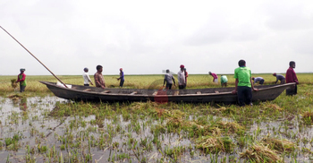 হাওরে ফসলহারা কৃষকের আর্তনাদ