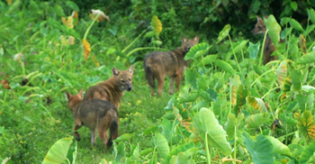 সখীপুরে শিয়ালের কামড়ে একই গ্রামের ৭ জন আহত
