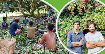 মাধববাটীতে লিচু বিপ্লবের ইতিহাস