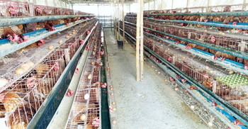 ডিমের দামে খামারে স্বস্তি বাজারে অস্বস্তি