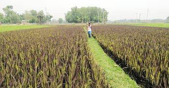 দৃষ্টি জুড়াচ্ছে বেগুনি ধান