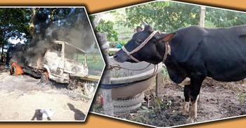 পিকআপে গাভি চুরি করে পালানোর সময় অগ্নিকাণ্ড