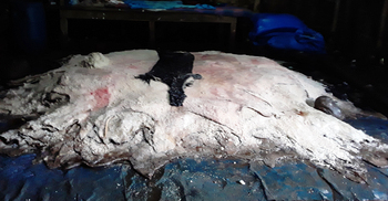 আটকে আছে টাকা, চামড়ায় আগ্রহ নেই মৌলভীবাজারের ব্যবসায়ীদের