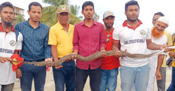 ধানক্ষেত থেকে উদ্ধার ৯ ফুট লম্বা অজগর বনে অবমুক্ত
