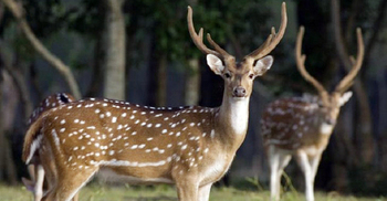 হরিণ দিয়ে ভুরিভোজ, অভয়ারণ্য কেন্দ্র প্রধান বরখাস্ত