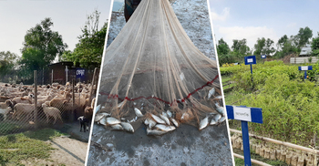 ভাসানচরে ফসল-মাছচাষ-পশুপালন করতে পারবেন রোহিঙ্গারা