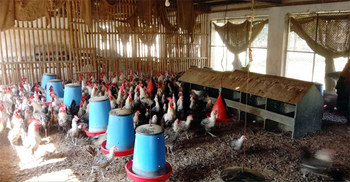 দেশের দ্বিতীয় অবস্থানে থেকেও ধুঁকছে জয়পুরহাটের পোল্ট্রিশিল্প