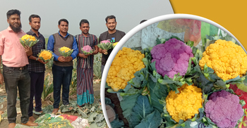 রঙিন ফুলকপি চাষে সফল ভৈরবের সাদ্দাম হোসেন