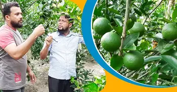 বেশি লাভ হওয়ায় মাল্টা চাষে আগ্রহী চাঁদপুরের চাষিরা | ১০ জুলাই ২০২১