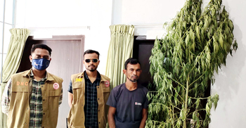 উঠানে গাঁজা চাষ, যুবক গ্রেফতার