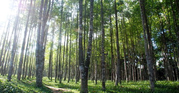 সরকারি কোটি টাকার আগর বাগানে লেবু চাষ!