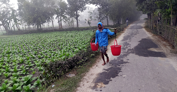 মাষকলাইয়ে আগ্রহ ফেরাতে প্রণোদনা