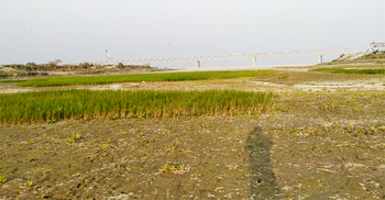 এক সময়ের ব্যস্ত নৌ-চ্যানেলে এখন ধানচাষ করছেন কৃষক