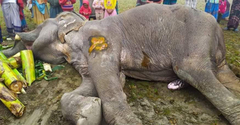 টাকা তুলতে গিয়ে সড়কেই মৃত্যুর কোলে ঢলে পড়ল হাতি