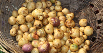 দিনাজপুরে নতুন আলুর কেজি ৪০০!