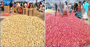 বগুড়ায় ‘শীতের কারণে’ আলুর দাম তলানিতে