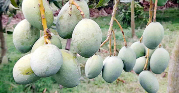 নওগাঁয় ২৫ মে থেকে আম পাড়া শুরু