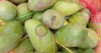 চাঁপাইনবাবগঞ্জে আমের কেজি ২ টাকা!