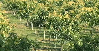 মাদরাসাছাত্রকে হত্যা করে আম বাগানে পুঁতে রাখল হত্যাকারীরা