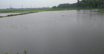 দু’দিনের বৃষ্টিতে তলিয়ে গেছে ২৫০ একর বোনা আমন
